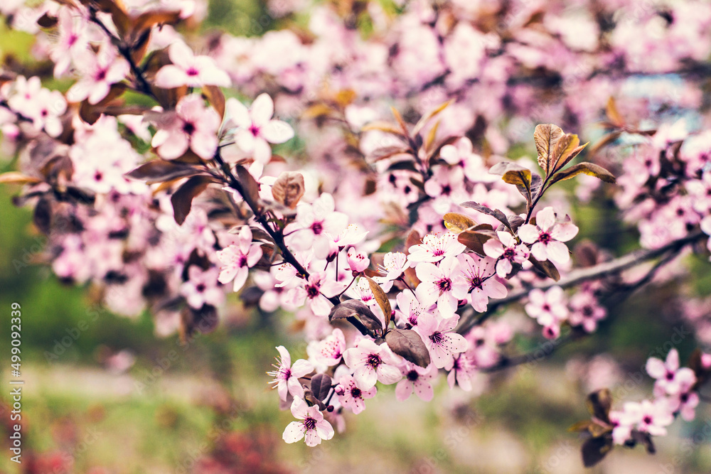 Wild cherry in pink blossom. Spring blossom, cherry blooming branches Wild cherry in pink blossom. Spring blossom, cherry blooming branches