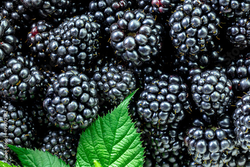 The pattern of freshly picked blackberries with leaves. Concept for healthy eating and nutrition.