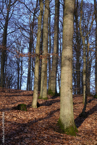 Buchenwald photo