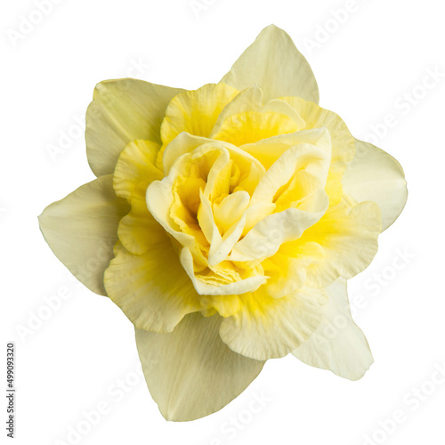 Yellow-cream narcissus flower, narcissus flower, highlighted on a white background. narcissus flower isolated on a white background.  advertising and packaging design in the garden business