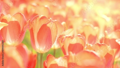 Red tulip flowers blooming in a field in spring, Nature background, Nobody	