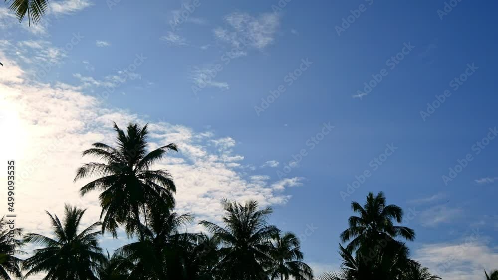 Beautiful tropical coconut palm tree on sky background
Beautiful tropical coconut palm tree on sky background