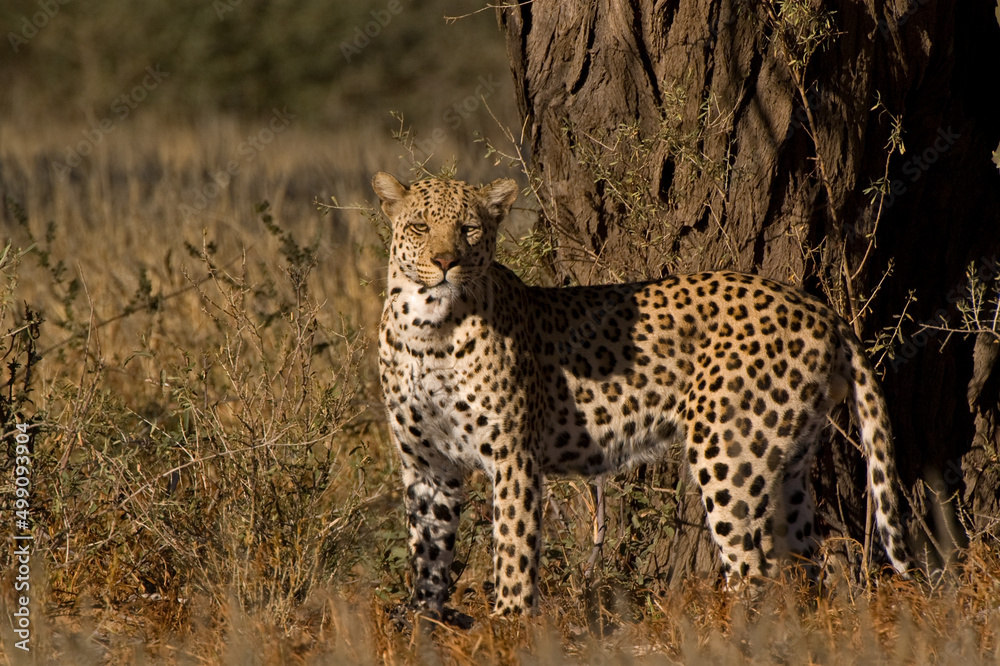 Obraz premium Leopard