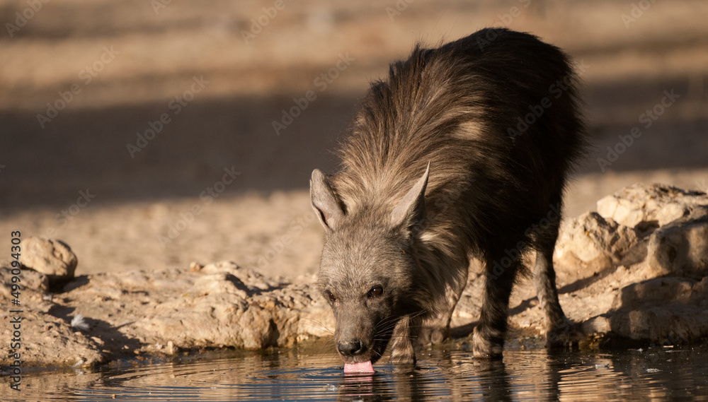 Fototapeta premium D31_7599 - Brown Hyaena (Hyaena brunnea) Kgalagadi Transfortier Park, South Africa