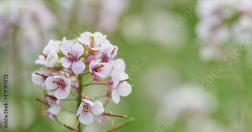 Beauty close-up with flower Diplotaxis erucoides with green background out of focus