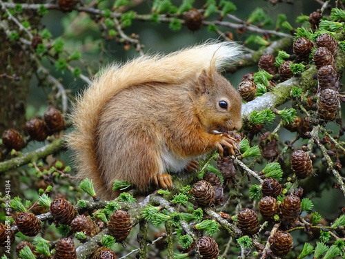 Criffel squirrel photo