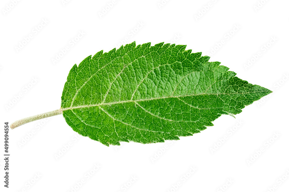 Fototapeta premium Green leaf on isolated white background.