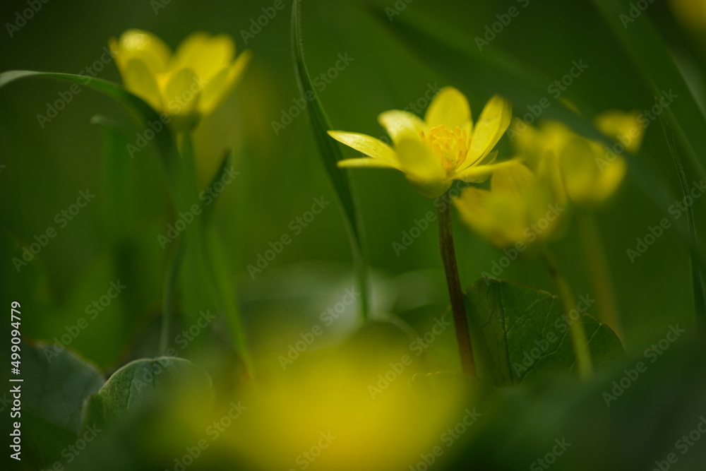 Fototapeta premium Small yellow flowers grows in a green spring garden, macro side view