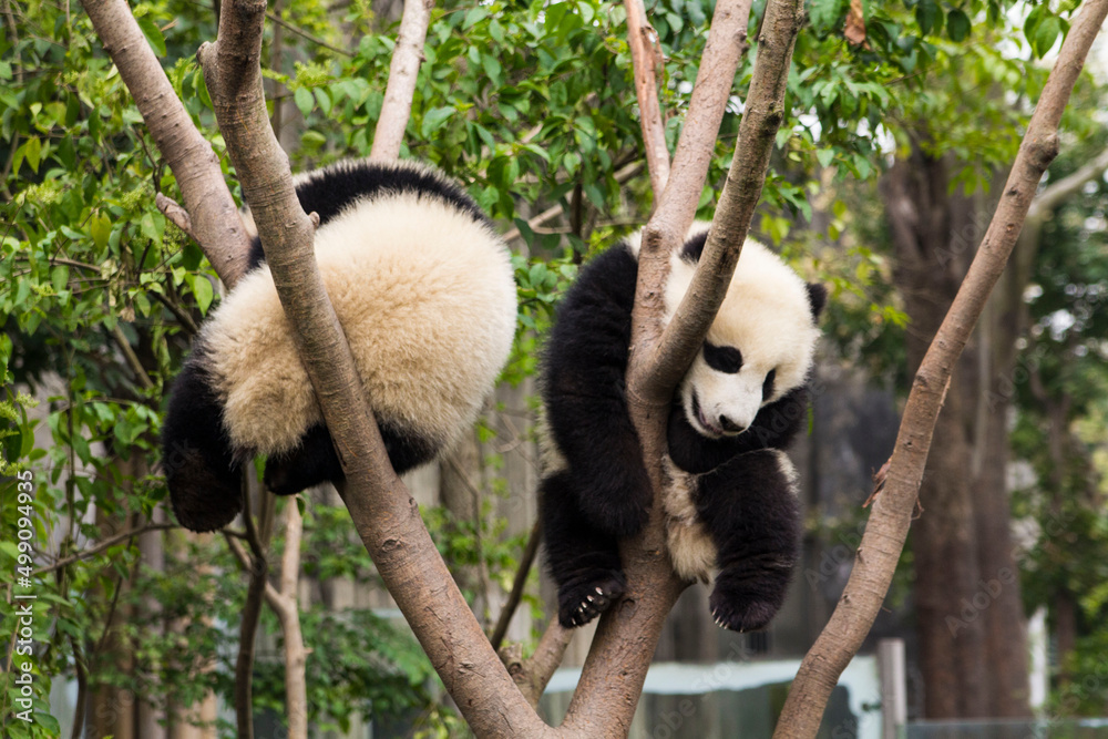 Obraz premium Cute giant panda bears hanging on the tree in Chengdu Zoo, Chengdu, China