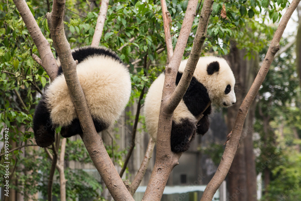Obraz premium Cute giant panda bears hanging on the tree in Chengdu Zoo, Chengdu, China