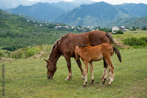 horse and foal