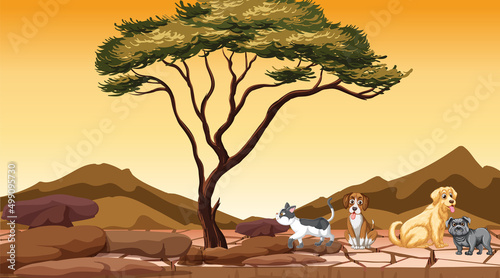 Set of different domestic animals in savanna field at sunset
