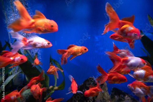 fishes in aquarium © Vadim_Bits