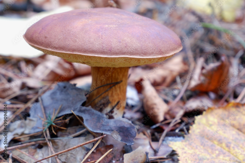 Fototapeta premium Mushrooms in the forest. Edible mushroom in a pine forest. Close-up photo. Whild Mushrooms outdoors in the forest in autumn