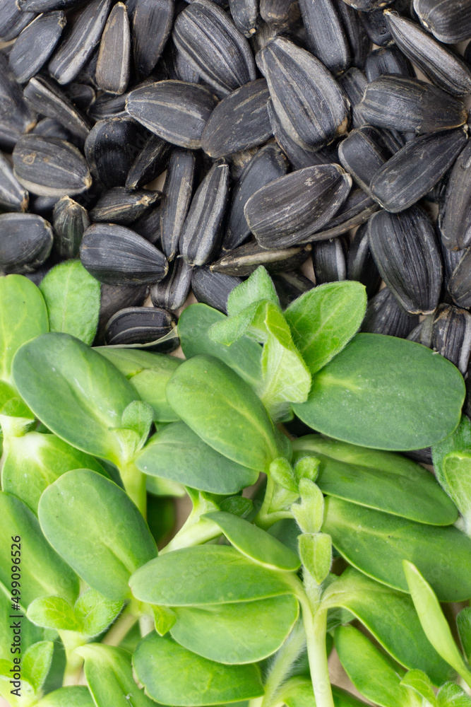 Microgreens and sunflower seeds. Growing microgreens at home. Organic food. Healthy diet. A bunch of greens on the background of sunflower seeds. Microgreens and sunflower seeds. Growing microgreens at home. Organic food. Healthy diet. A bunch of greens on the background of sunflower seeds.
