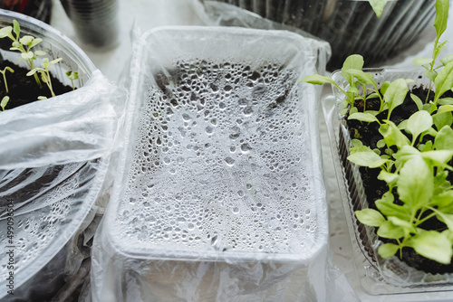 Greenhouse for seedlings at home, drops of water on the film, a tray with earth is covered with polyethylene.