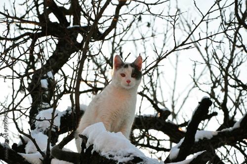 The cat on the tree while snowing