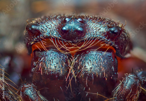 Scary portrait of Walnut orb-weaver spider - Nuctenea umbratica, the walnut orb-weaver spider, is a species of spider in the family Araneidae