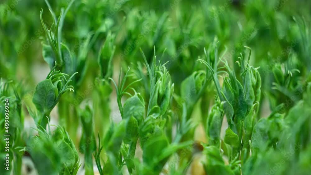 Micro greens pea plant sprouts growing time lapse. Peas micro greens close-up. Close up view of fresh green leaves. Micro greens pea plant sprouts growing time lapse. Peas micro greens close-up. Close up view of fresh green leaves.