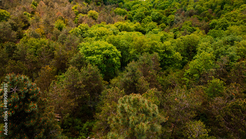 Forest background. Pine trees in the forest in high angle view.