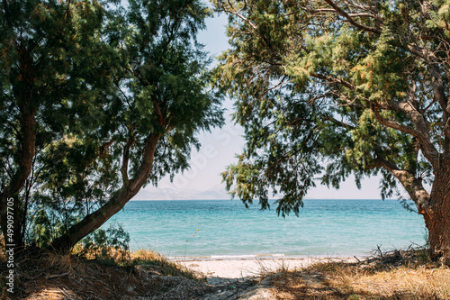 Blick durch Pinien auf den Strand von Tigaki auf der Insel Kos in Griechenland © schwede-photodesign