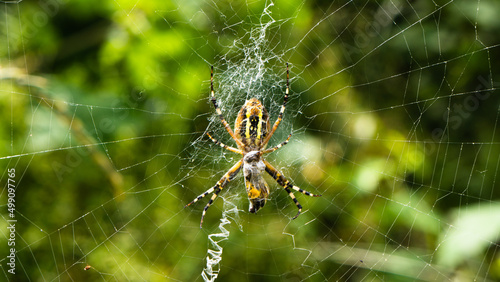 Wasp spider on its web