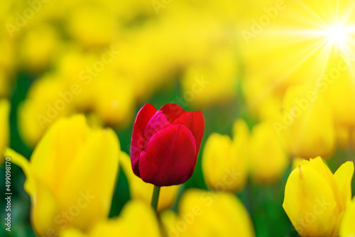 Magical landscape with fantastic beautiful tulips field in Netherlands on spring. Blooming multicolor dutch tulip fields in a dutch landscape Holland. Travel and vacation concept. Selective focus. 