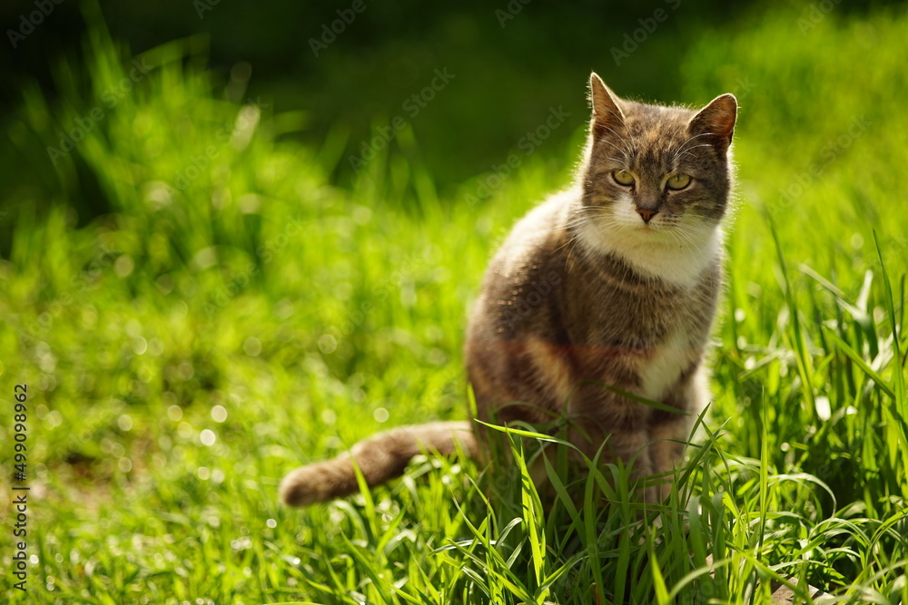 A tortoiseshell pregnant cat sits in a sunny spring garden. A tortoiseshell pregnant cat sits in a sunny spring garden.