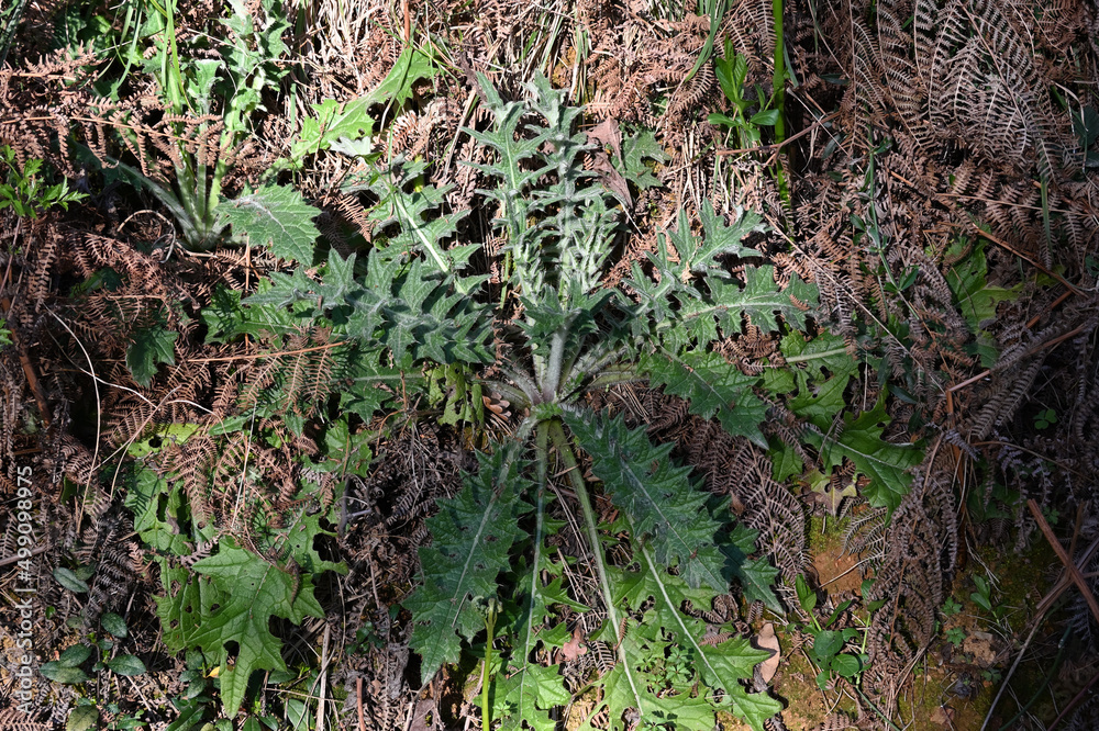 Fototapeta premium Spiny Thistle Leaves on the Forest Floor