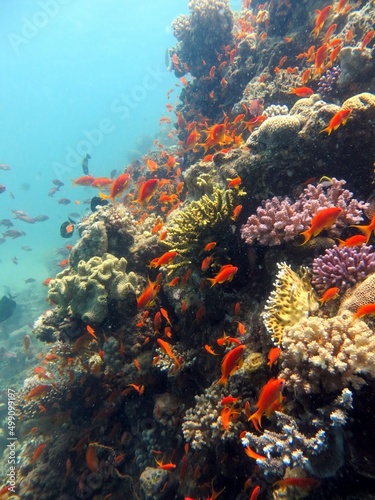 red sea corals and fish
