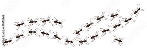 Tableau sur toile Ant trail marching in line