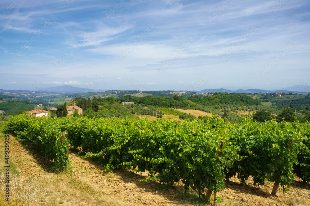 Vineyards of Chianti at summer