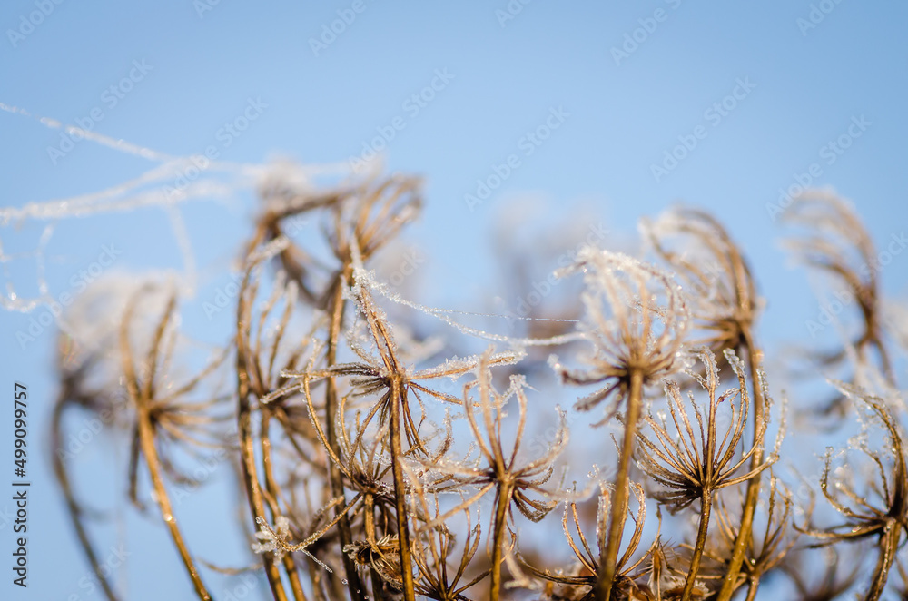 Fototapeta premium Frozen plants in the fall. The first frost on dry meadow plants.