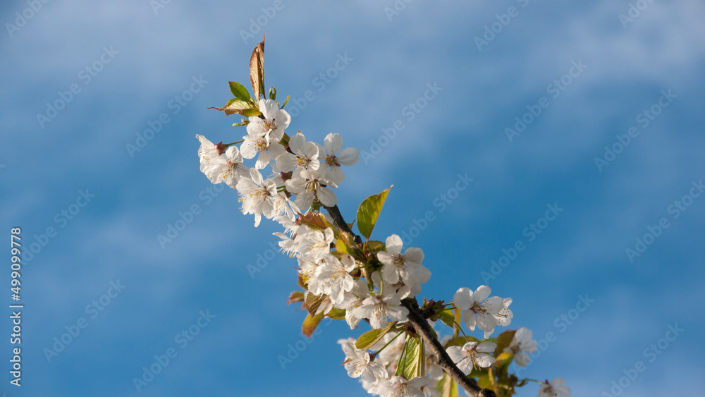 Flores de manzano en rama