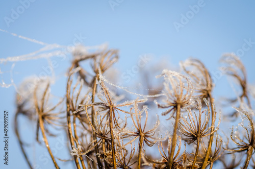 Frozen plants in the fall. The first frost on dry meadow plants.