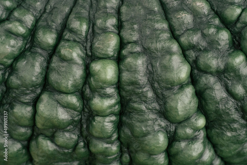 Background image of green marina di chioggia pumpkin texture. Ripe dark green pumpkin peel. Gardening and horticulture  agriculture. close up