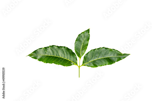 Medicinal neem leaves Azadirachta indica ,Siamese neem leaves, Neem leaves isolated on white background. herbs from green leaves.