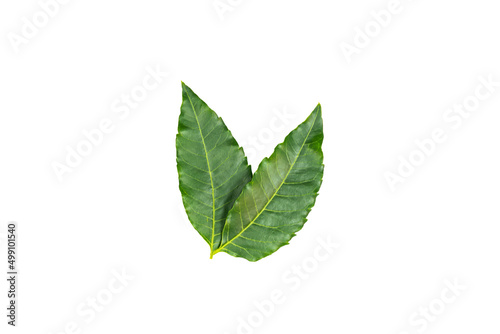 Medicinal neem leaves Azadirachta indica ,Siamese neem leaves, Neem leaves isolated on white background. herbs from green leaves.