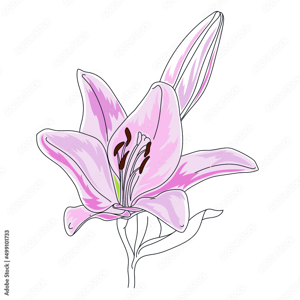 Lily flowers pink sketch, Vector illustration