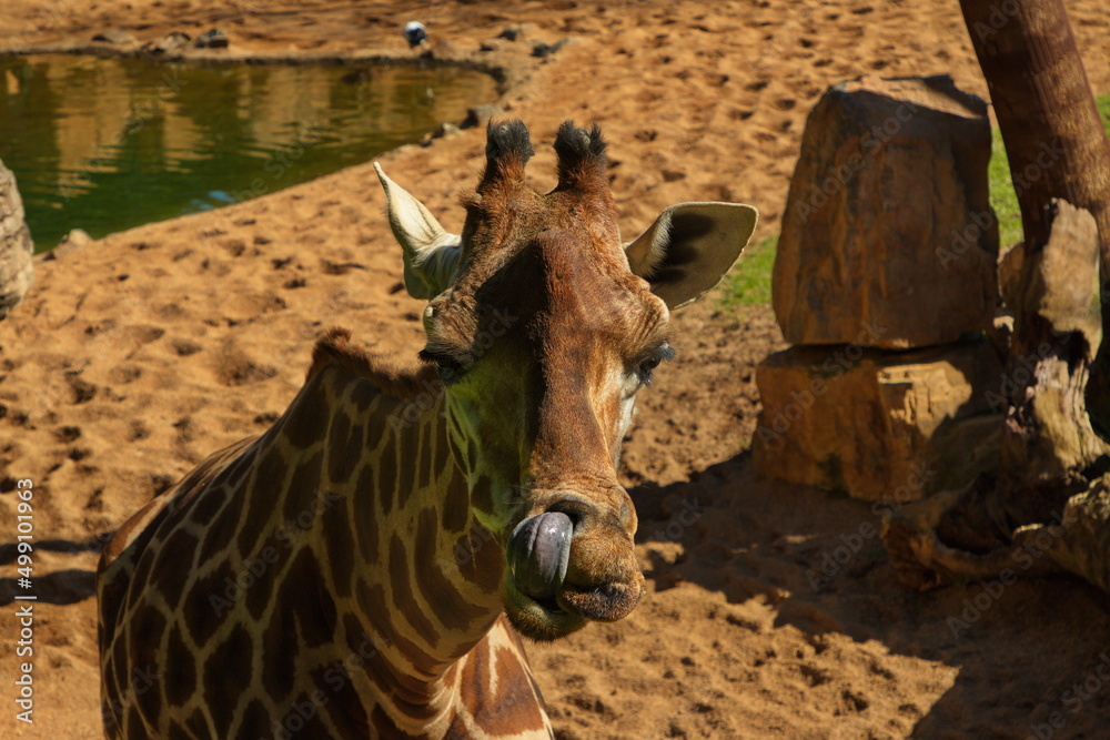 Obraz premium Portrait of a giraffe in Bioparc Valencia,Province Valencia,Spain,Europe 