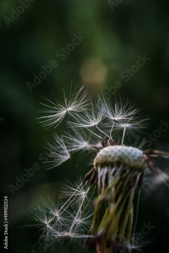 Seeds of dandelion bent by the wind