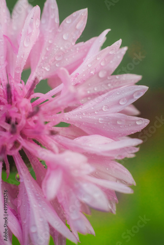 Macro of dew on  pink flower close up