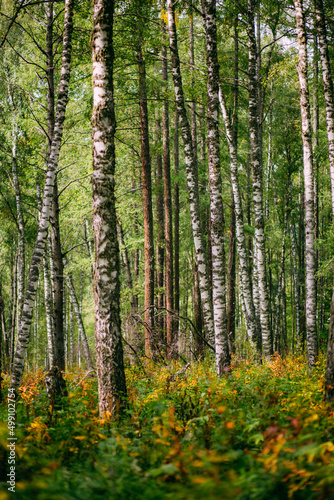 Green cozy forest of pines and birch 