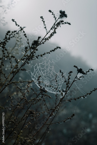 Drops of dew on the cobweb in a field