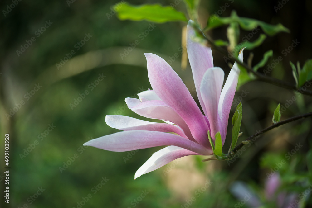 Closeup of pink Magnolia flowers in a public garden