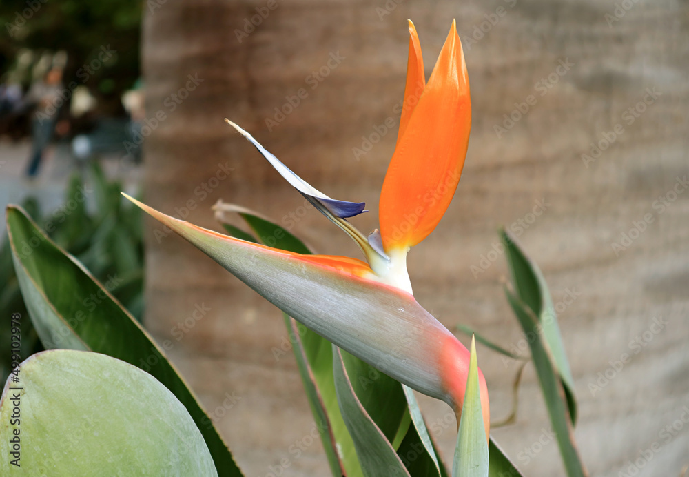 Obraz premium Detail of Blossoming Bird of Paradise Flower or Strelitzia Reginae