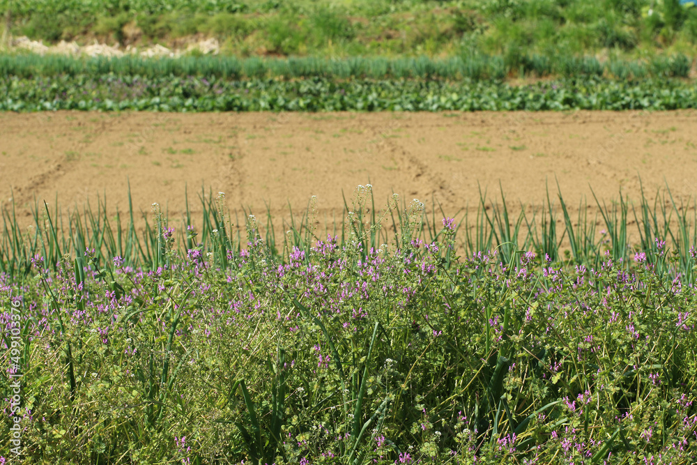 ホトケノザやぺんぺん草が群れ咲くネギ畑の向こうに整地された地面と畑の風景