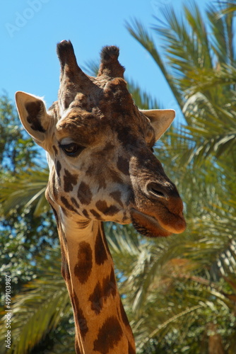 Portrait of a giraffe in Bioparc Valencia Province Valencia Spain Europe 