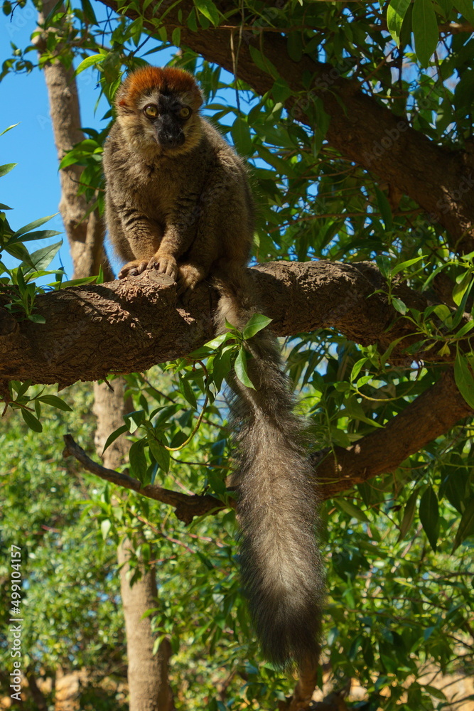 Fototapeta premium Mongoose lemur in Bioparc Valencia,Province Valencia,Spain,Europe 