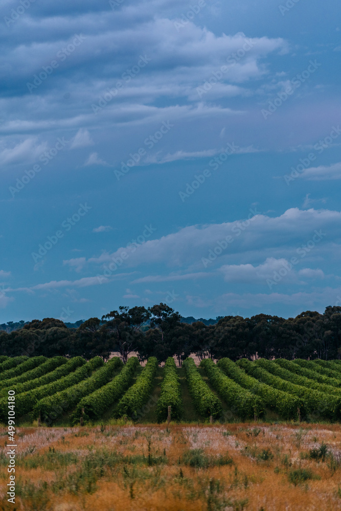 dark clouds over vineyard